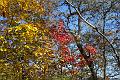 fall 038